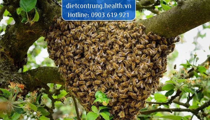 cách đuổi ong mật