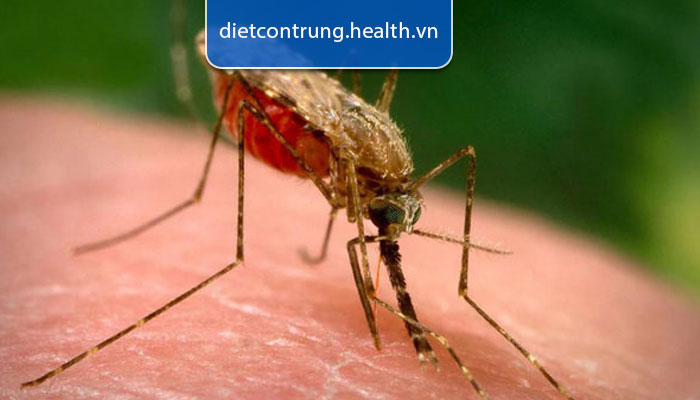 muỗi anopheles truyền bệnh gì