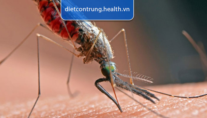 ảnh hưởng và nguy hiểm của muỗi