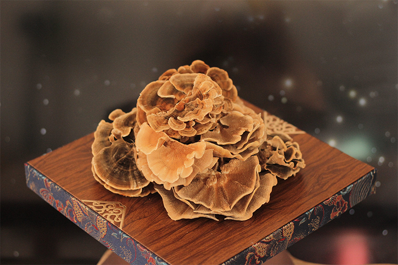 Địa chỉ nào cung cấp nấm vân chi chất lượng?