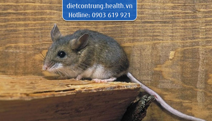 chuột thích ăn gì nhất